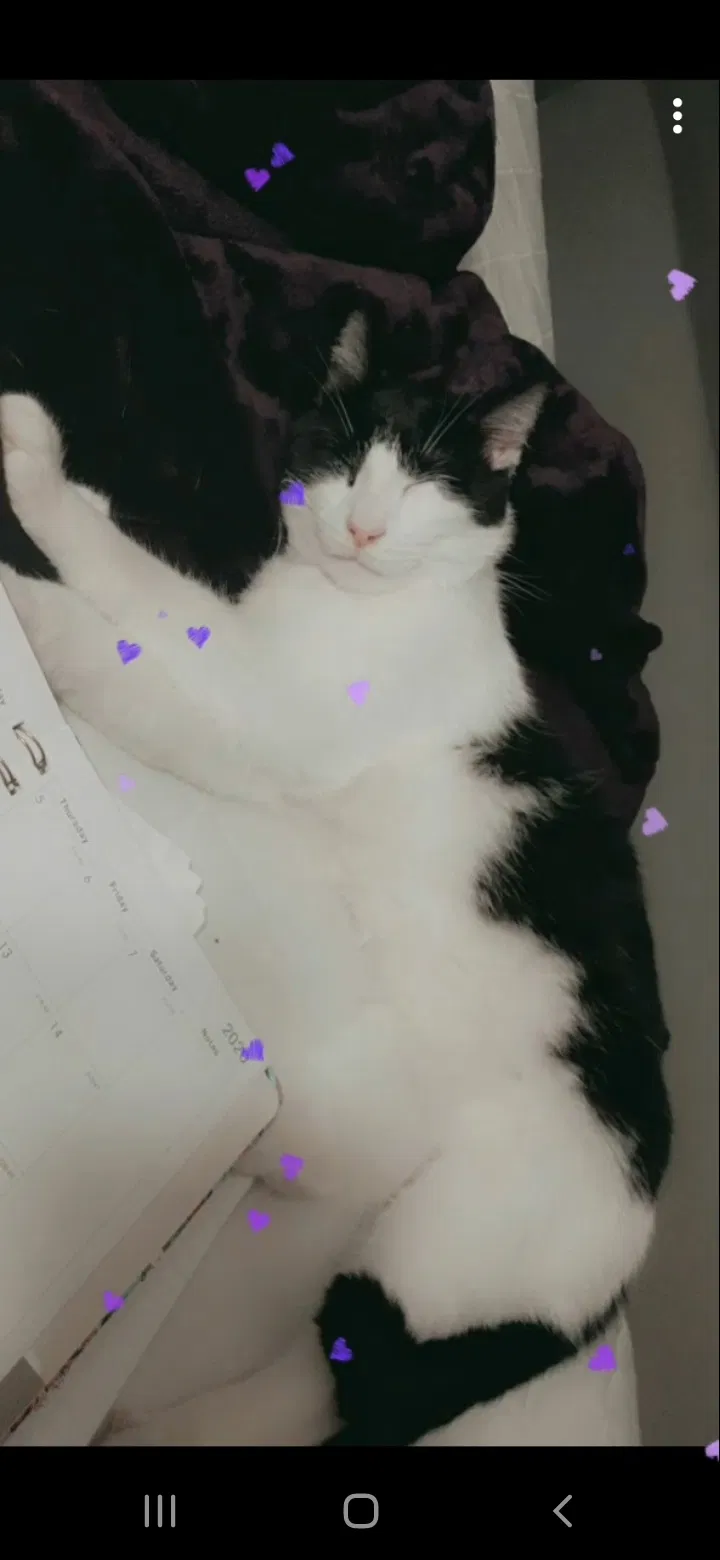 Lost cat in Massillon, OH, 44646