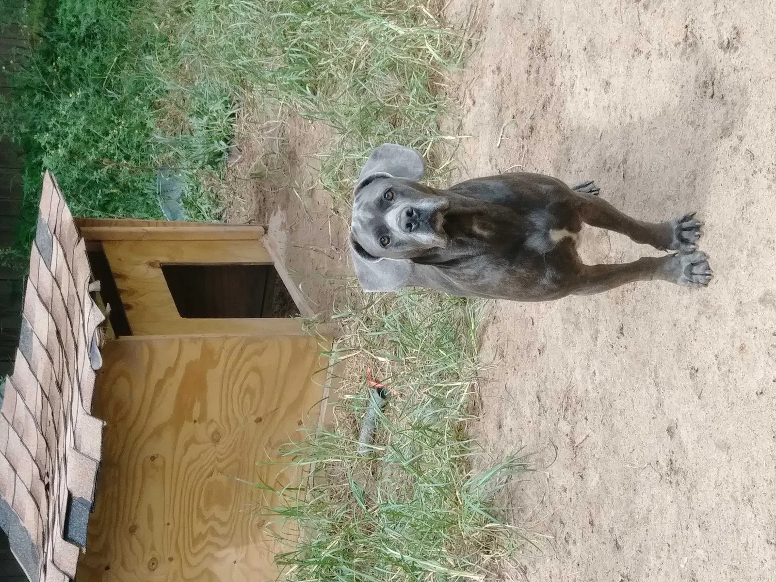 Lost dog in Holt, FL, 32564