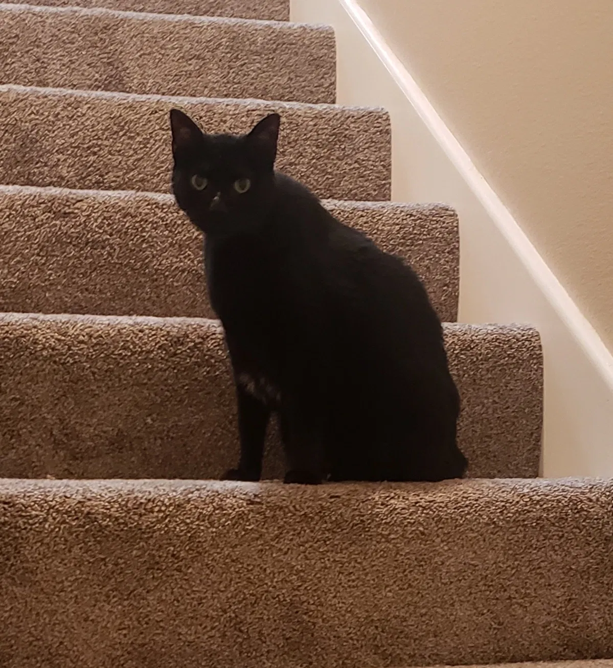 Lost cat in Flint, TX, 75762