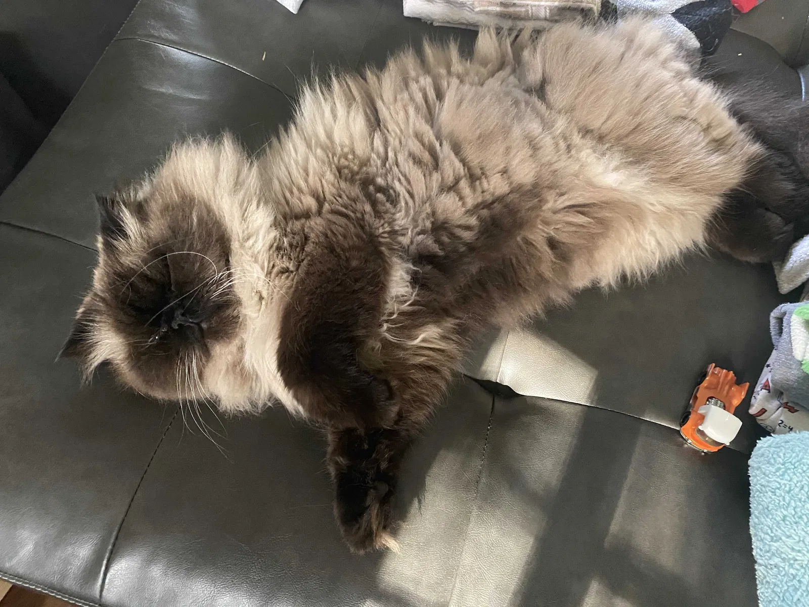 Lost cat in Milwaukee, WI, 53217