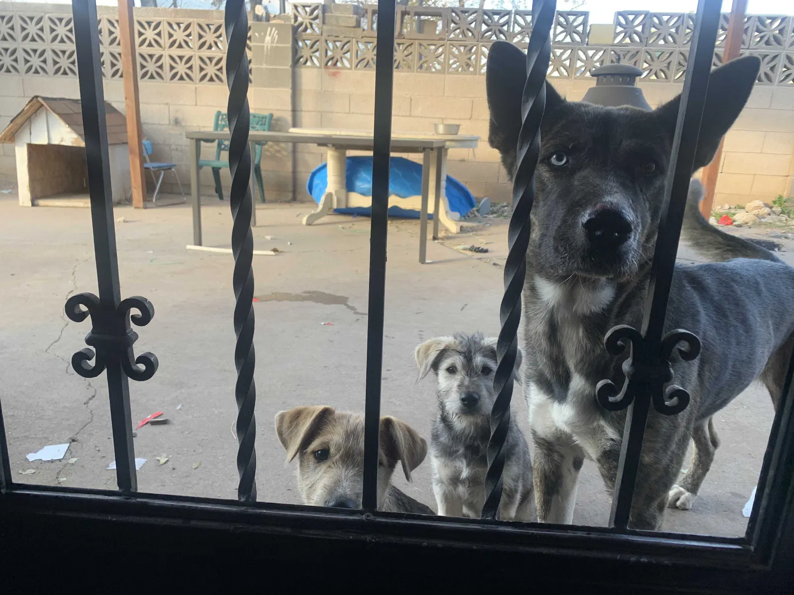Lost dog in Albuquerque, NM, 87123