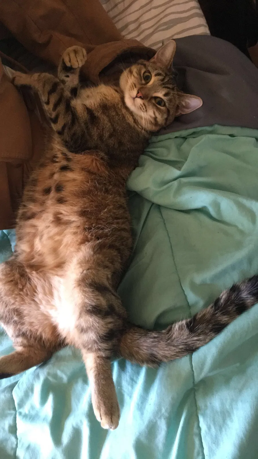 Lost cat in Milwaukee, WI, 53209