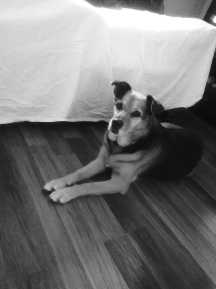 Lost dog in Indianapolis, IN, 46241