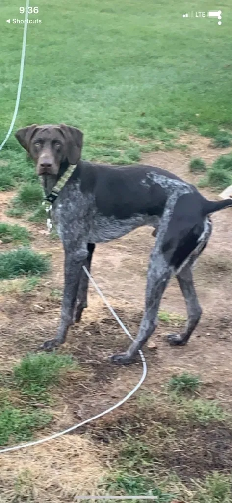 Lost dog in Orleans, IN, 47452