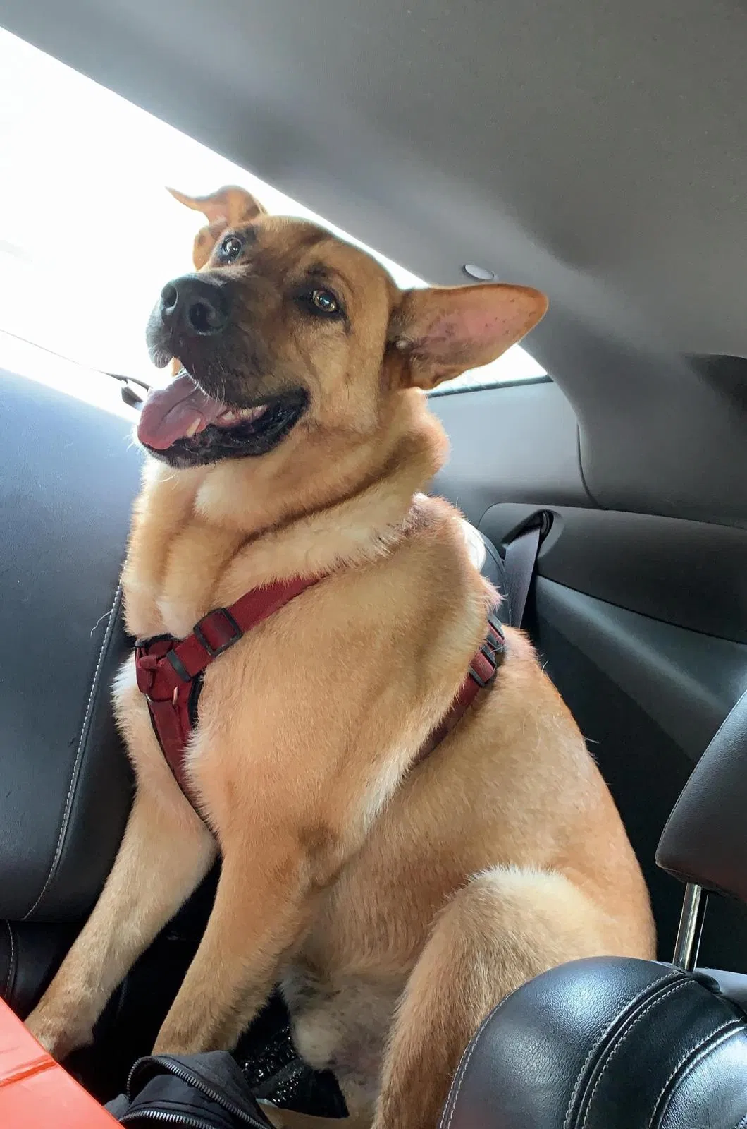 Lost dog in Cleveland, TX, 77328
