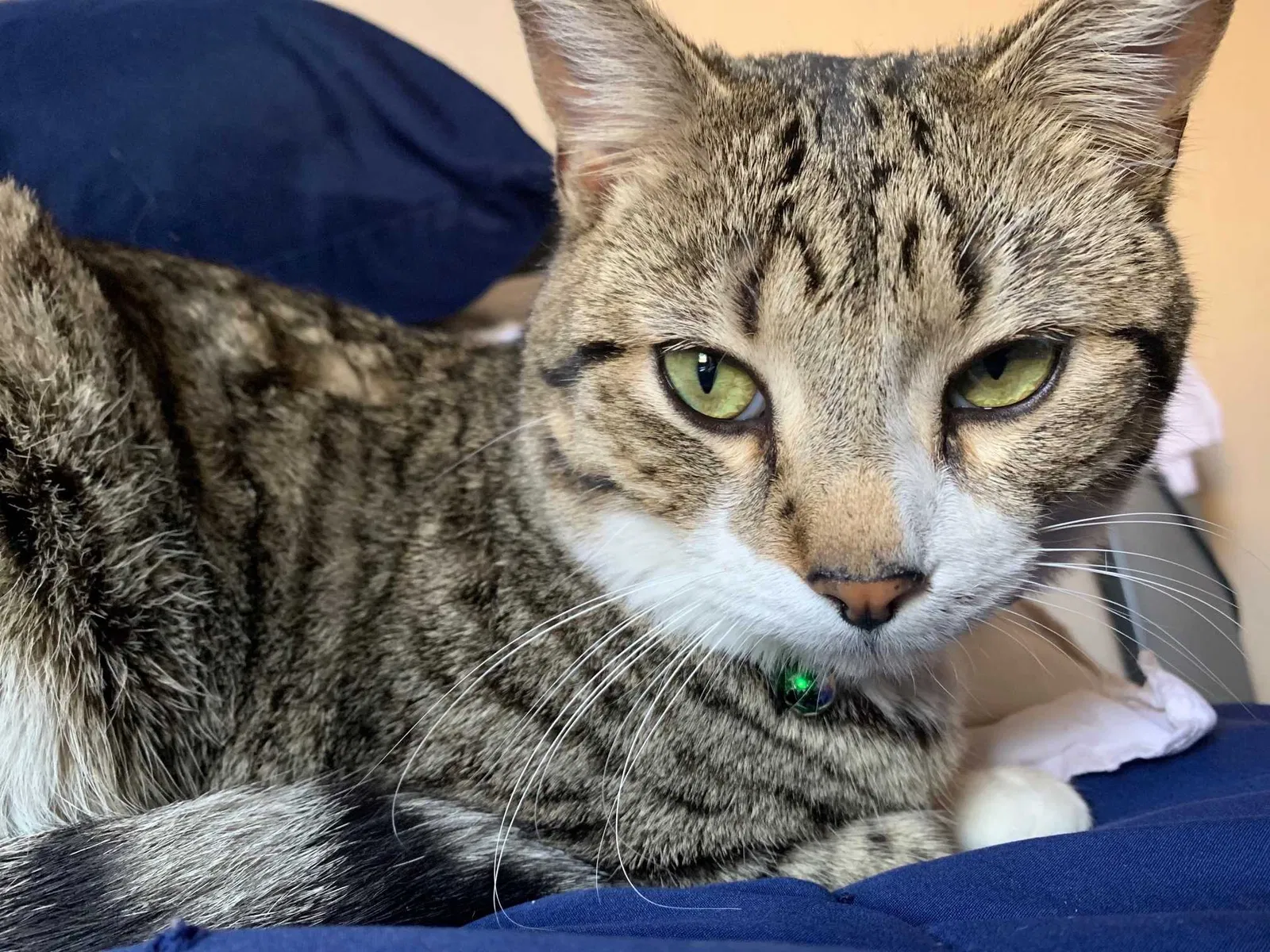 Lost cat in El Paso, TX, 79938