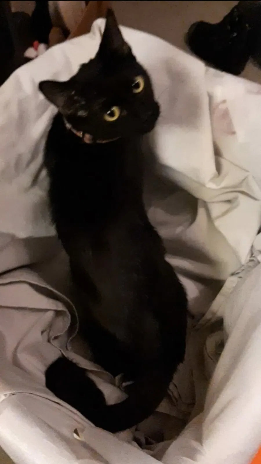 Found cat in Plano, TX, 75094