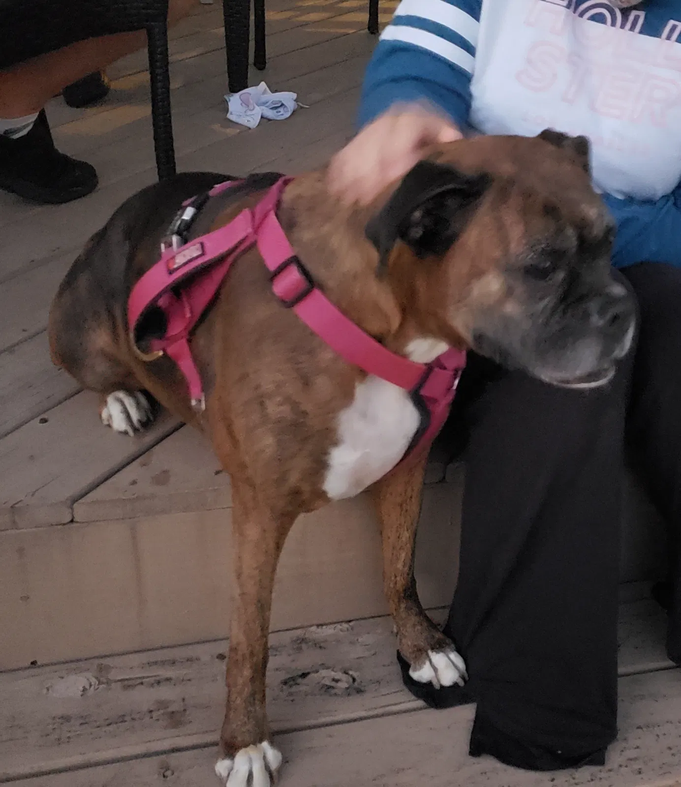 Lost dog in Youngsville, NC, 27596
