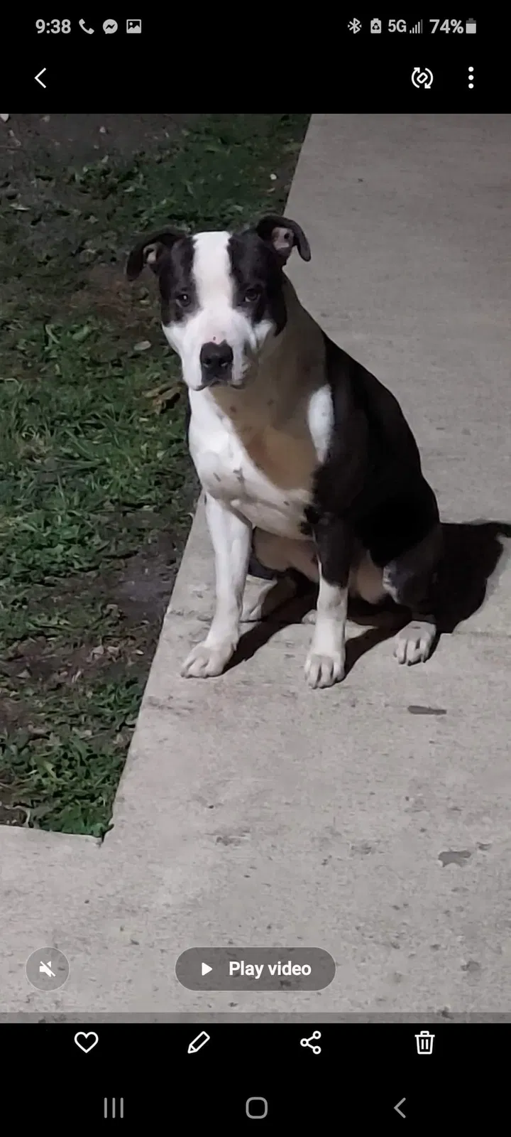 Lost dog in Chicago, IL, 60620