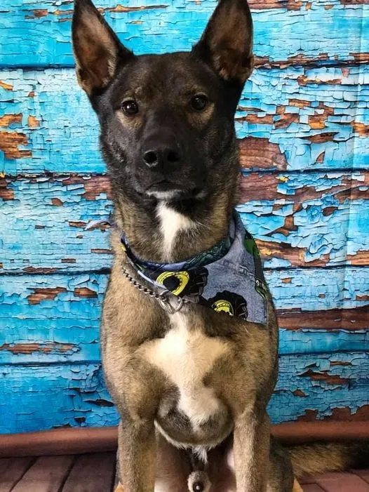 Lost dog in Cameron, NC, 28326