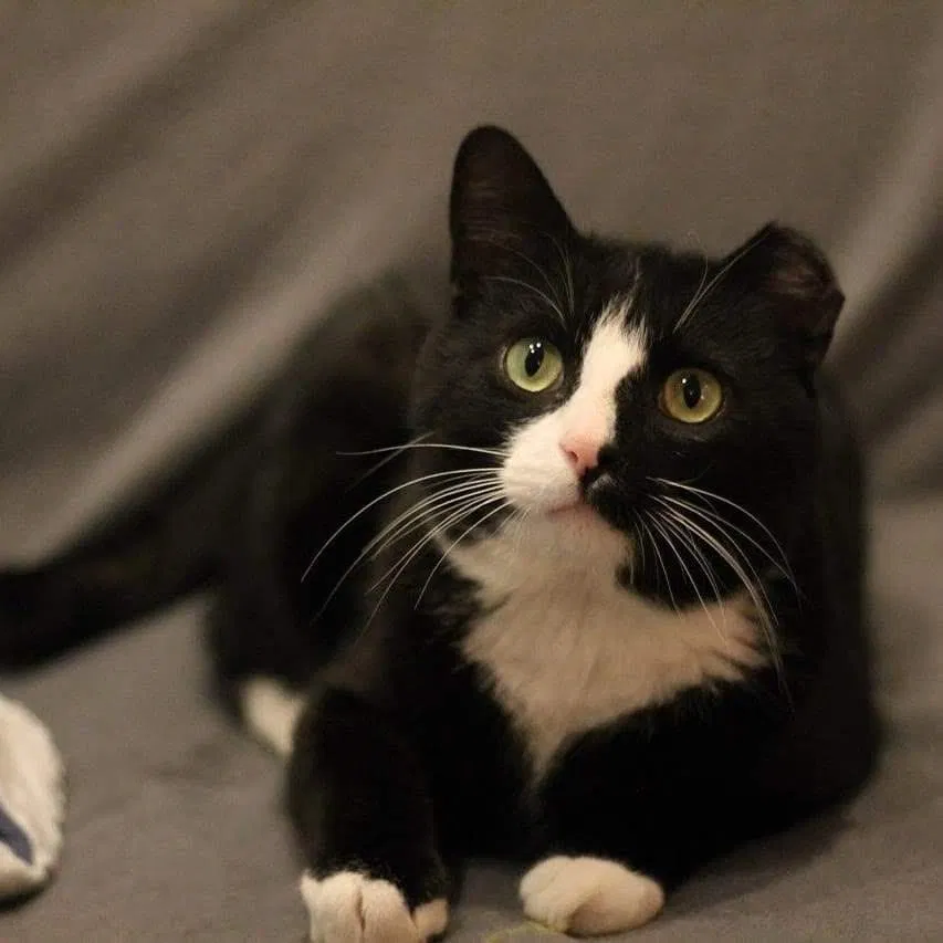 Lost cat in Marietta, GA, 30068
