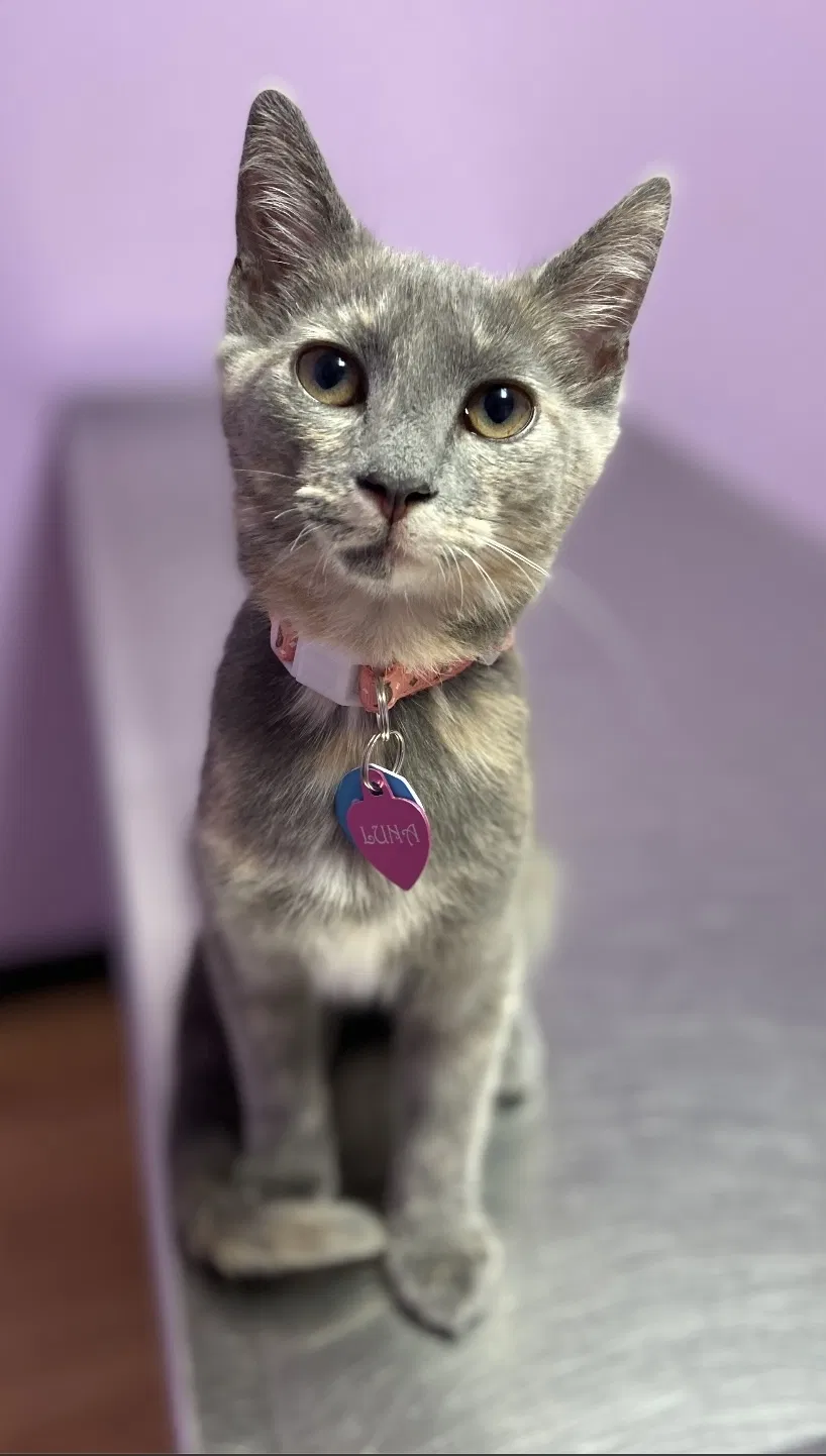 Lost cat in Wellford, SC, 29385