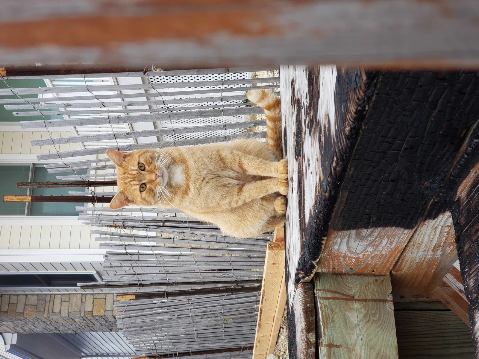 Found cat in Toms River, NJ, 8753