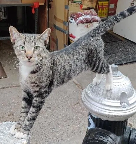 Lost cat in Oakland Gardens, NY, 11364