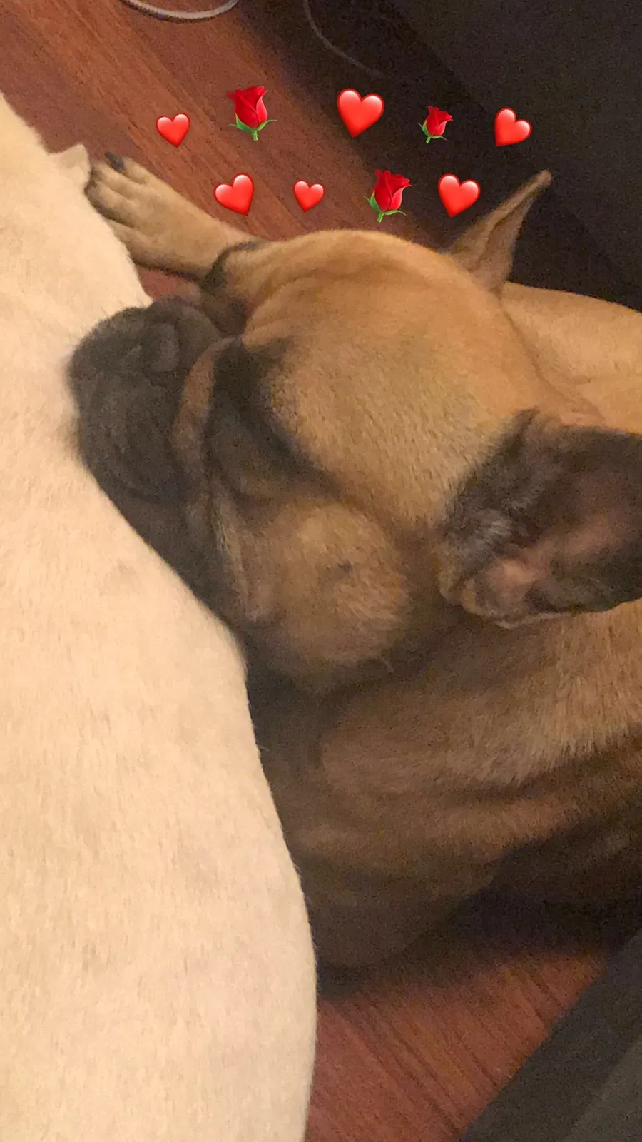 Lost dog in Anderson, CA, 96007