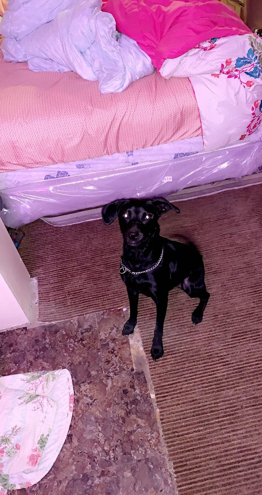 Lost dog in Cartersville, GA, 30120