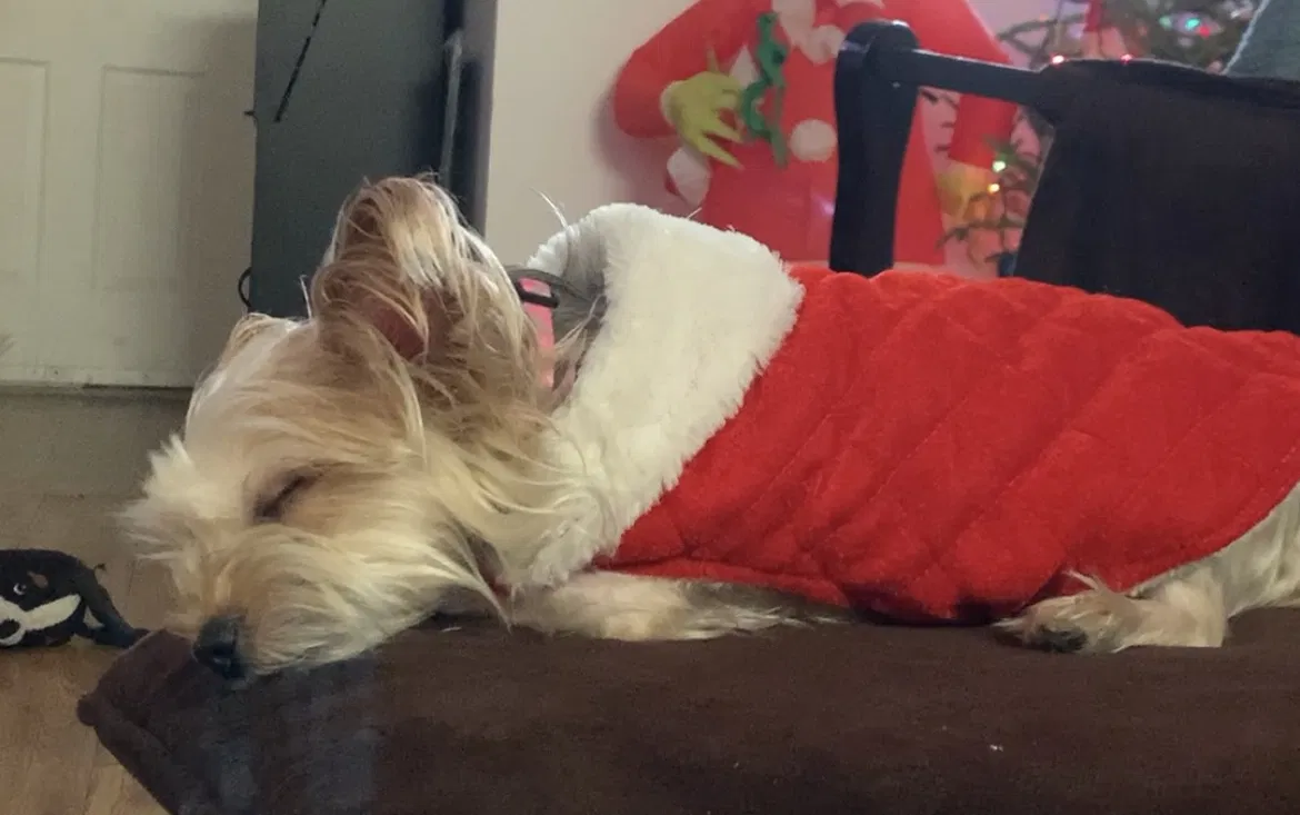 Lost dog in Miami, FL, 33177