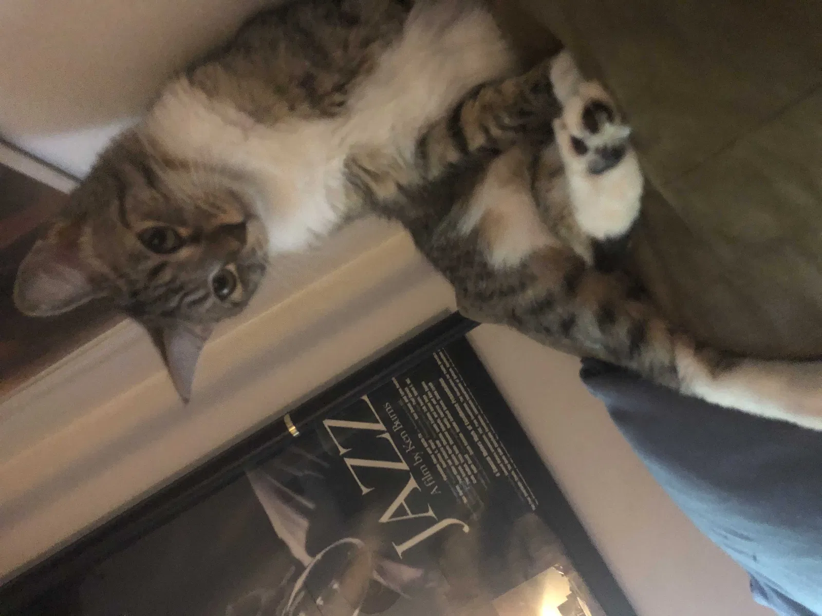 Lost cat in Atlanta, GA, 30311