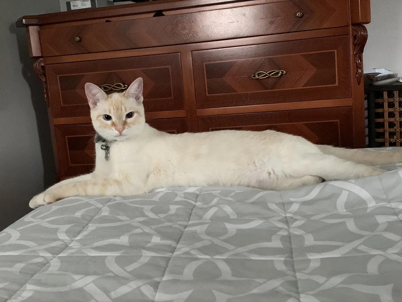 Lost cat in San Diego, CA, 92106