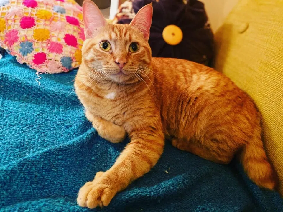 Lost cat in Seattle, WA, 98136