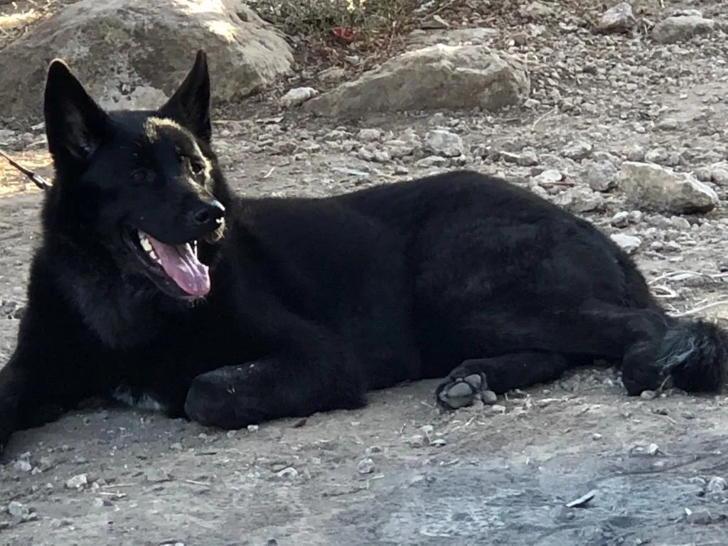 Lost dog in Tampa, FL, 33629