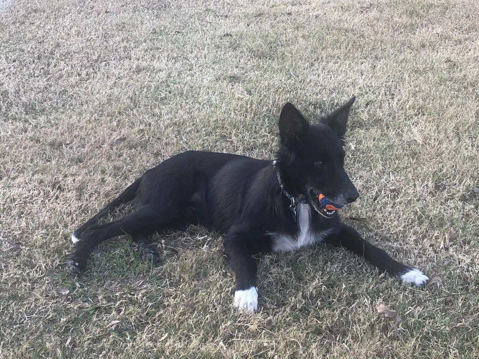 Lost dog in Austin, TX, 78724