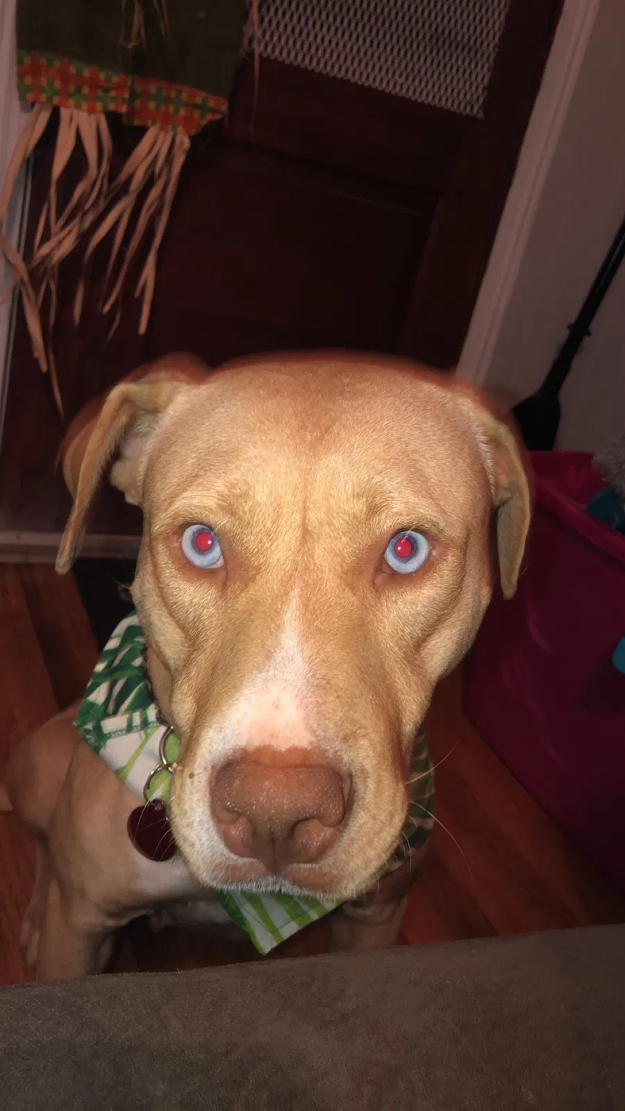 Lost dog in Greenville, SC, 29607