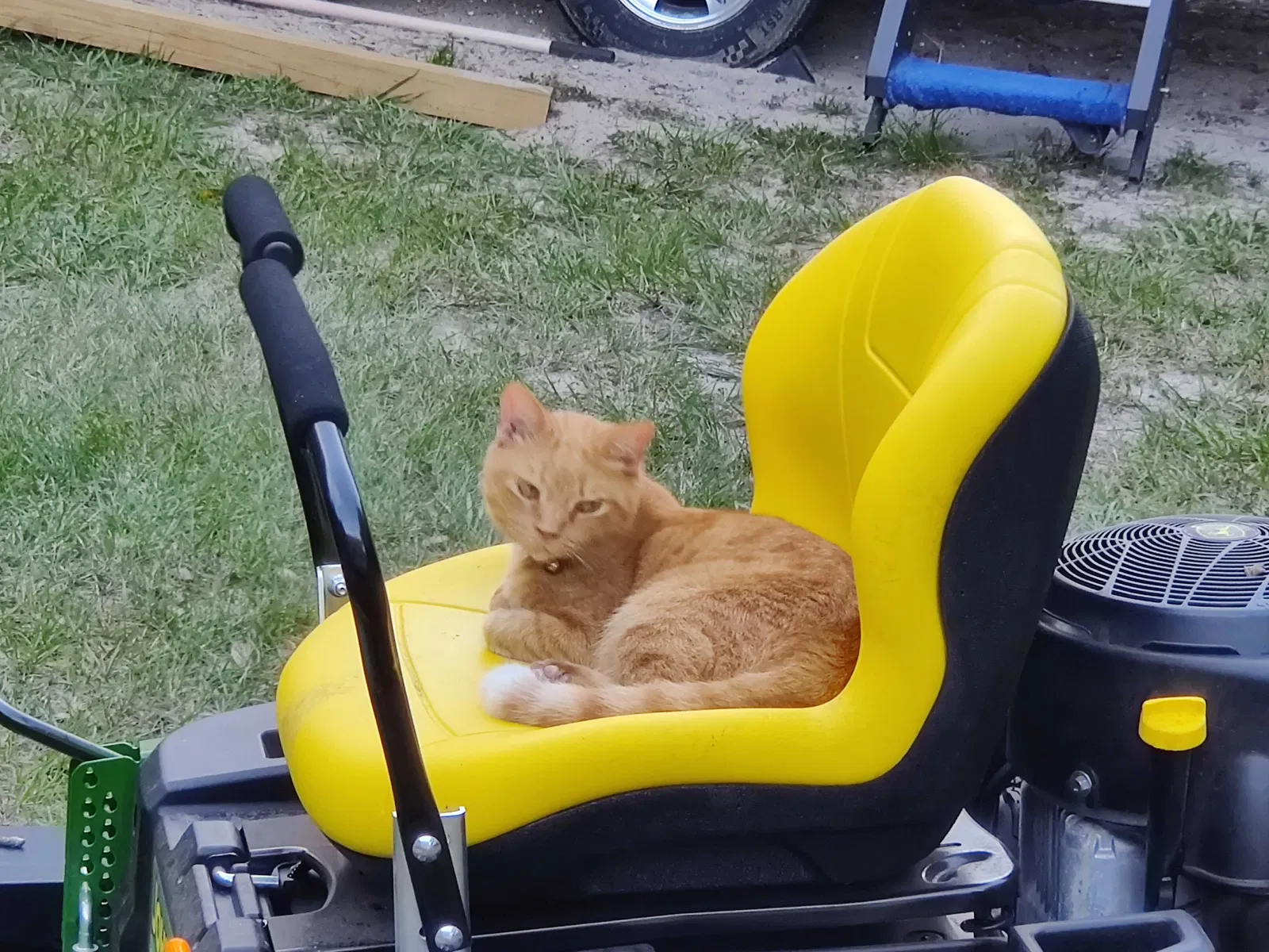 Lost cat in Land O Lakes, FL, 34638