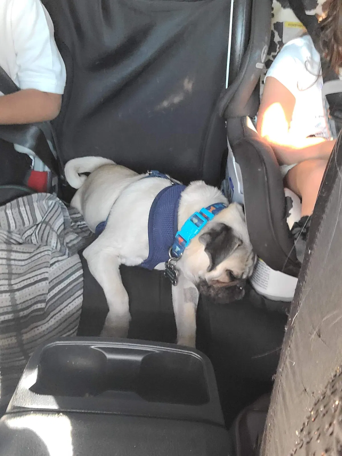 Lost dog in San Marcos, CA, 92078