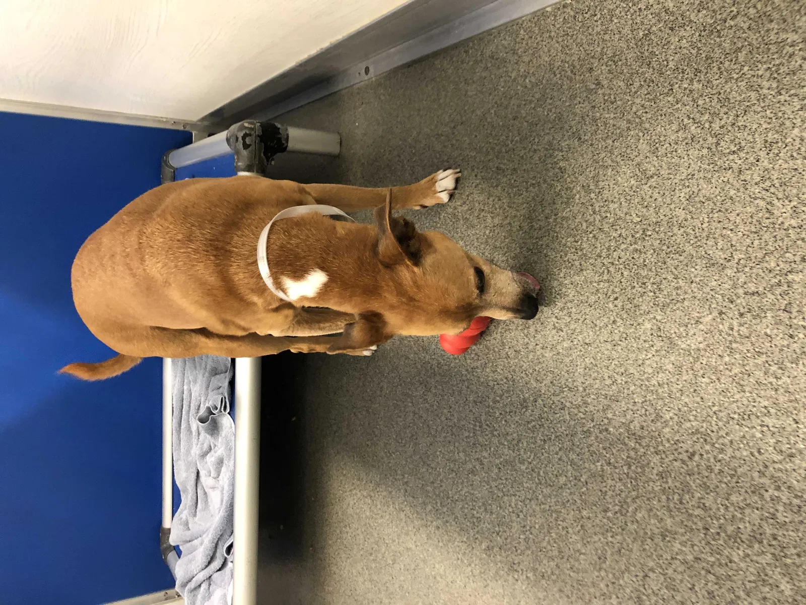 Lost dog in Eureka, MO, 63025