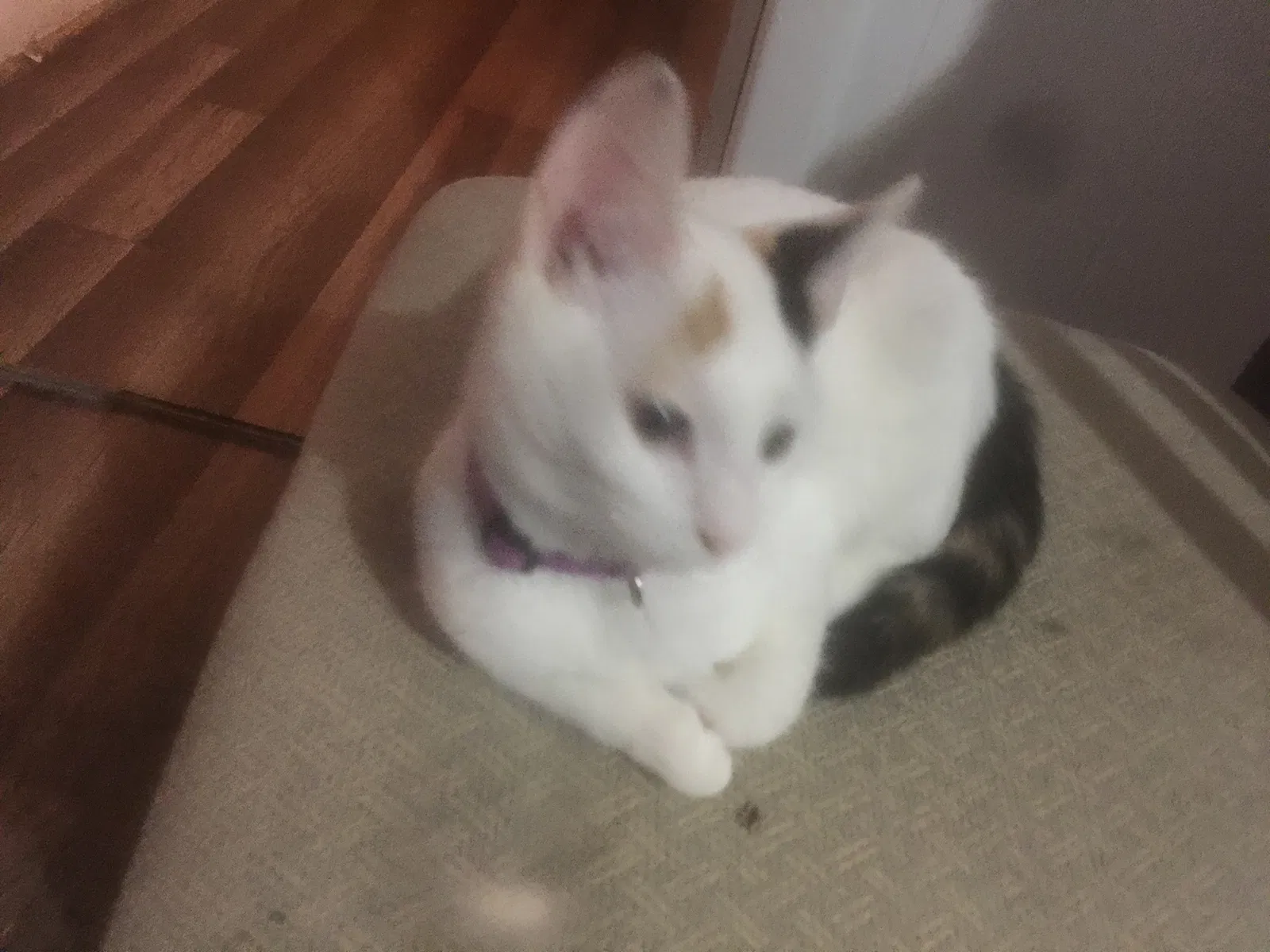 Lost cat in Bessemer, AL, 35023