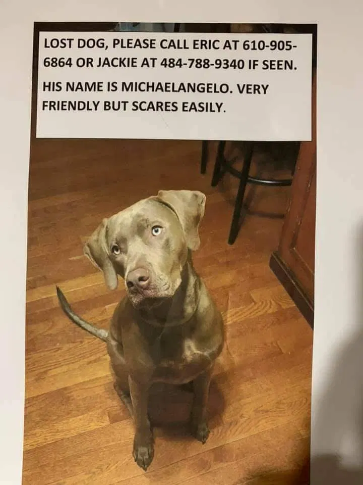 Lost dog in Nazareth, PA, 18064