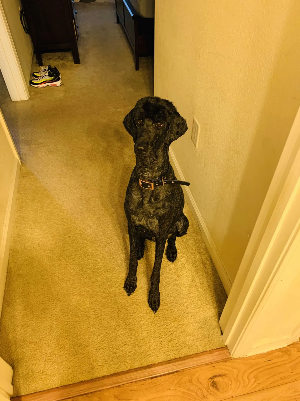 Lost dog in Charleston, SC, 29406