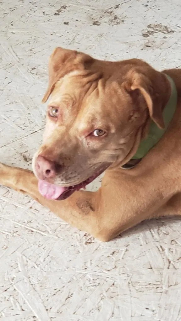 Lost dog in Ogden, UT, 84401
