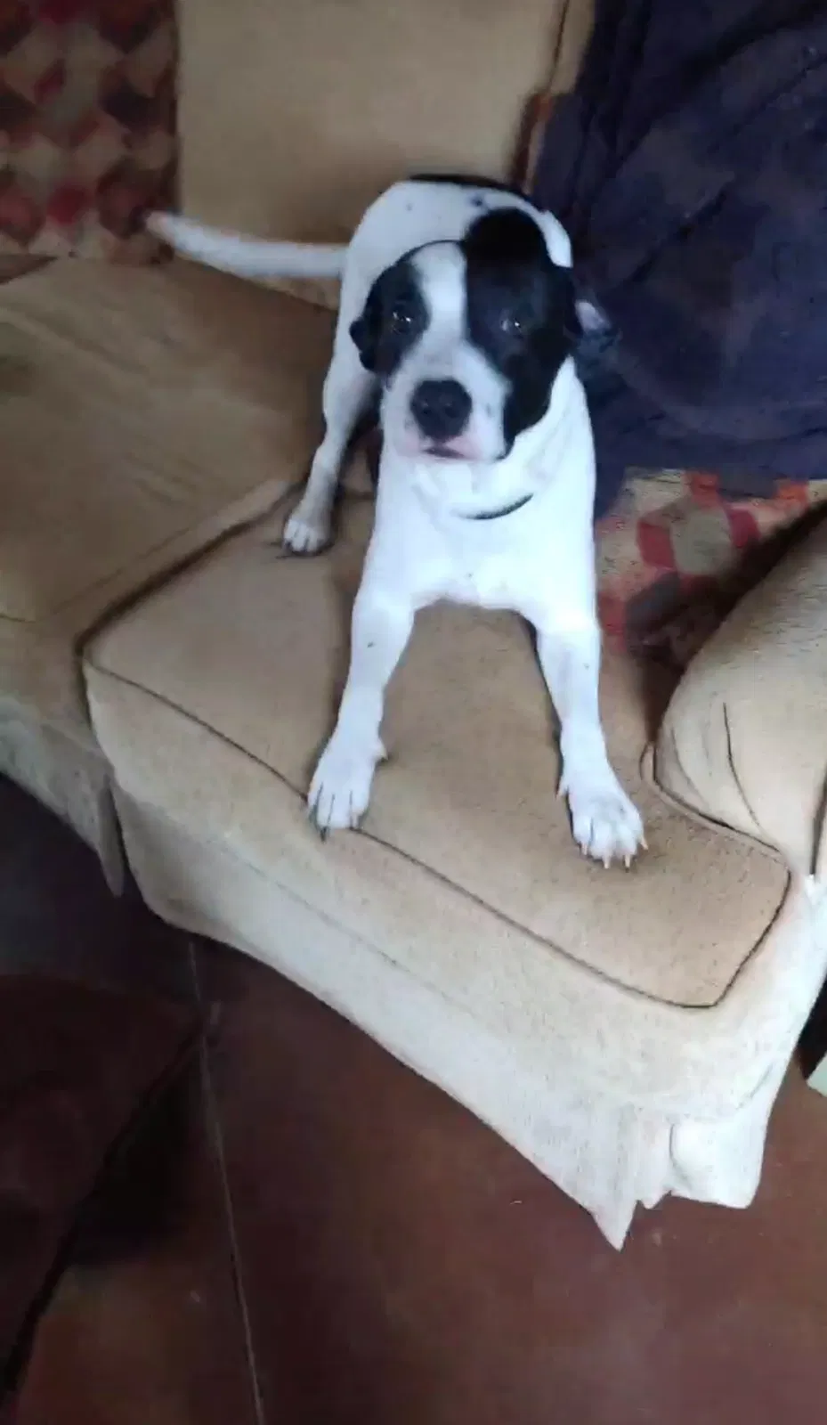 Lost dog in Apex, NC, 27502