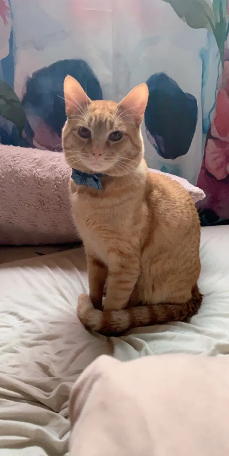 Lost cat in Cincinnati, OH, 45255