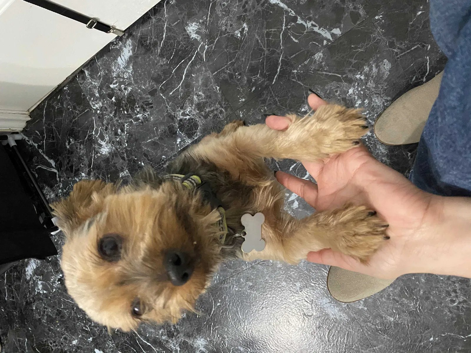 Lost dog in Spring, TX, 77373