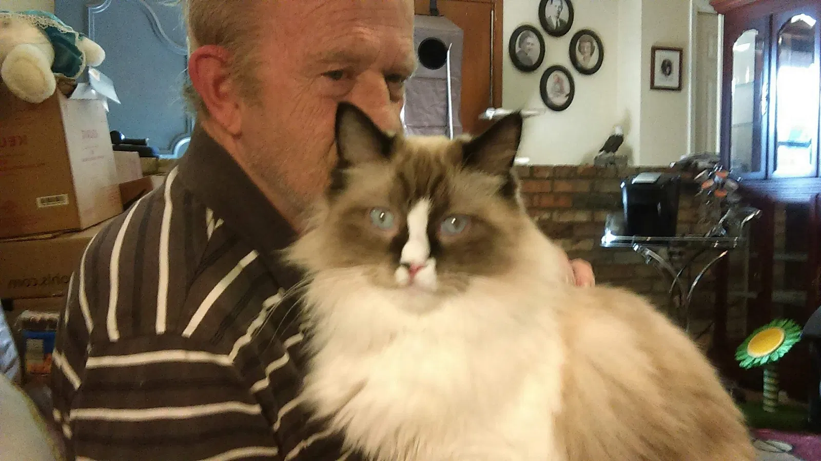 Lost cat in Bixby, OK, 74008