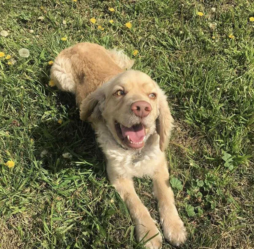 Lost dog in Temple, TX, 76501