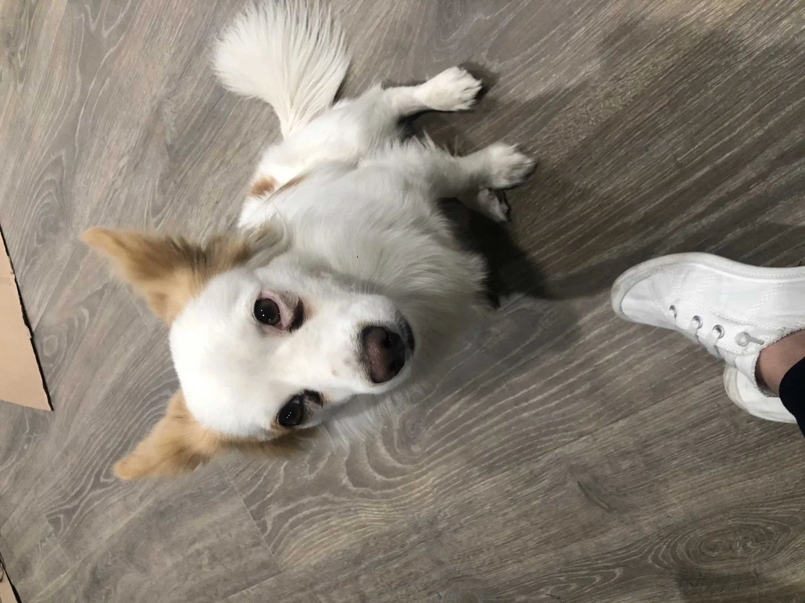 Lost dog in Richmond, CA, 94801