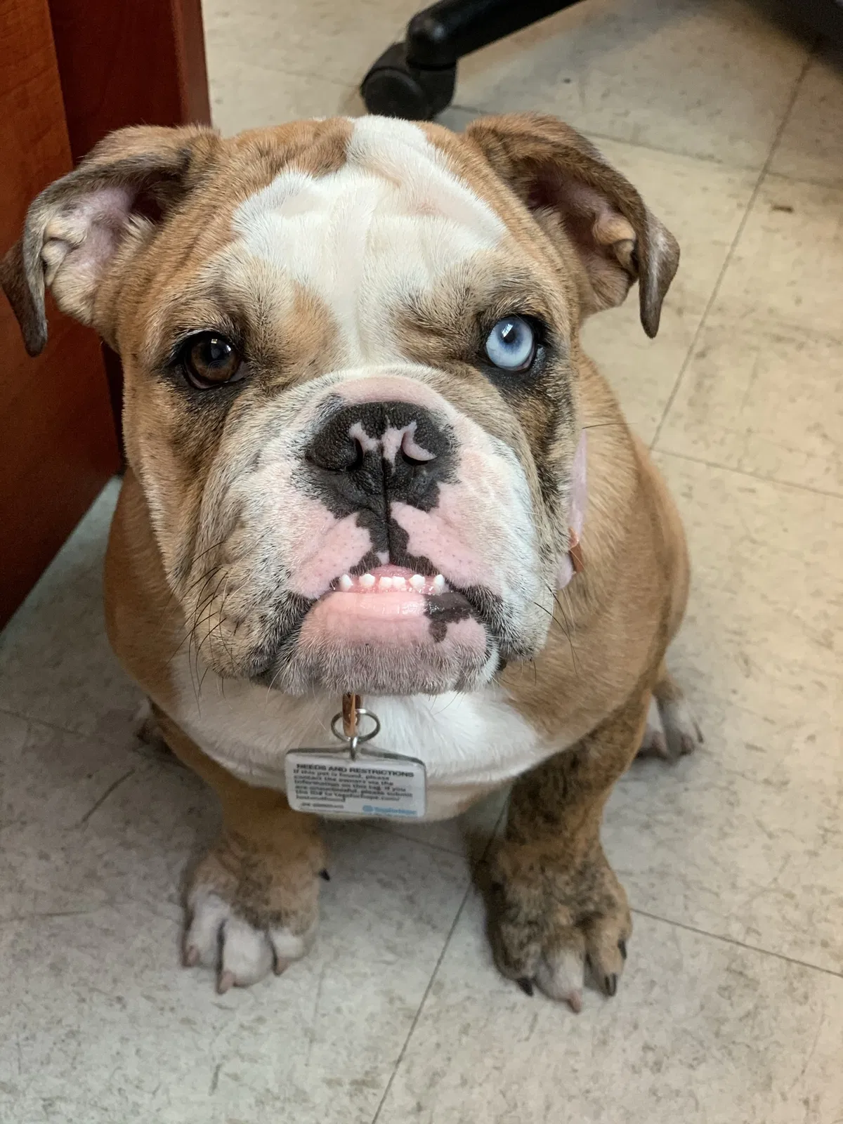 Lost dog in Los Angeles, CA, 90044