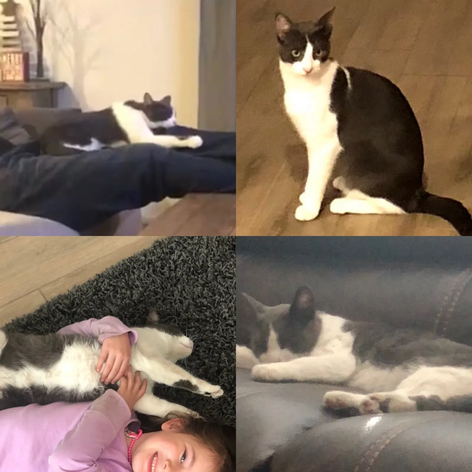 Lost cat in Bakersfield, CA, 93313