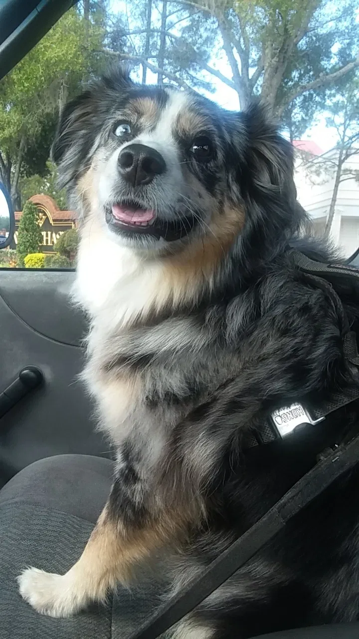 Lost dog in Tampa, FL, 33625