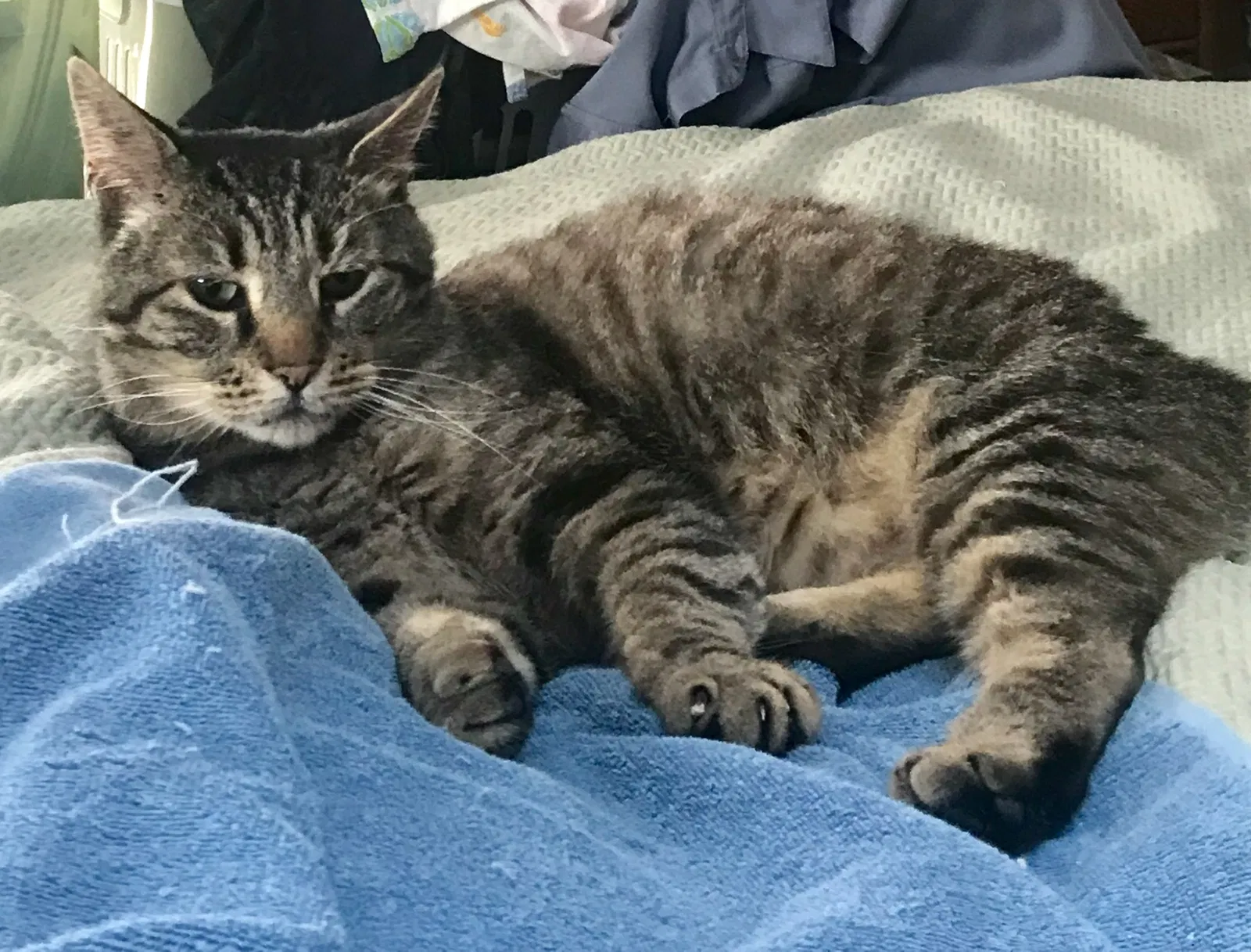 Lost cat in Littleton, CO, 80122