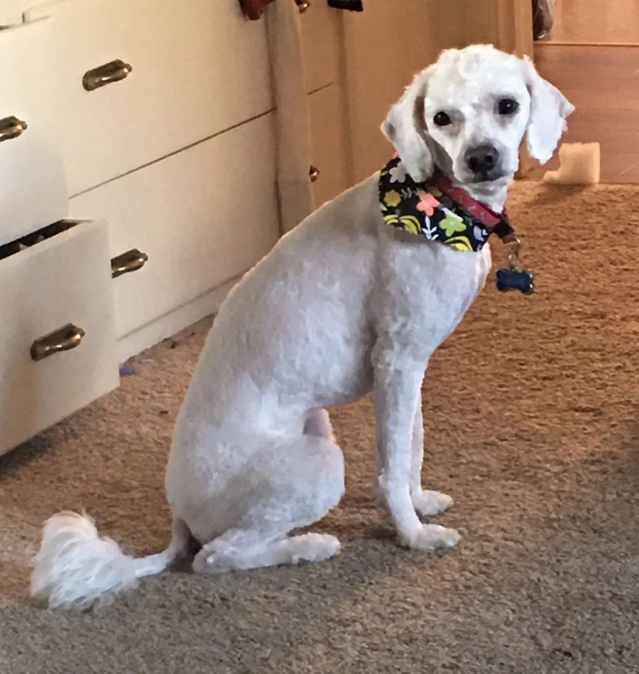 Lost dog in Gilroy, CA, 95020
