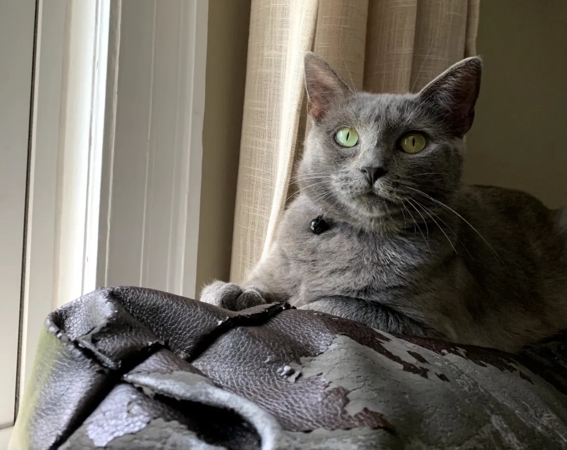 Lost cat in Chattanooga, TN, 37421