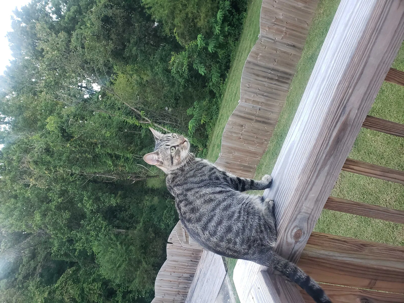 Lost cat in High Point, NC, 27265