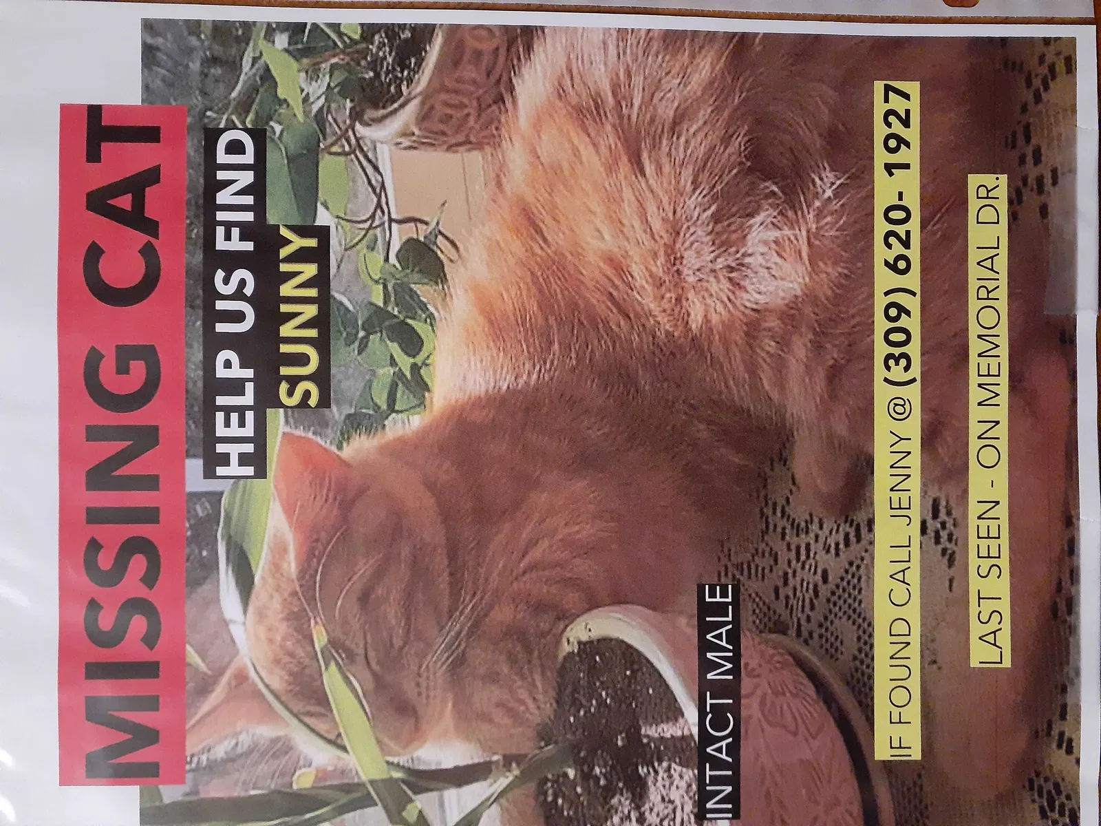Lost cat in Pekin, IL, 61554
