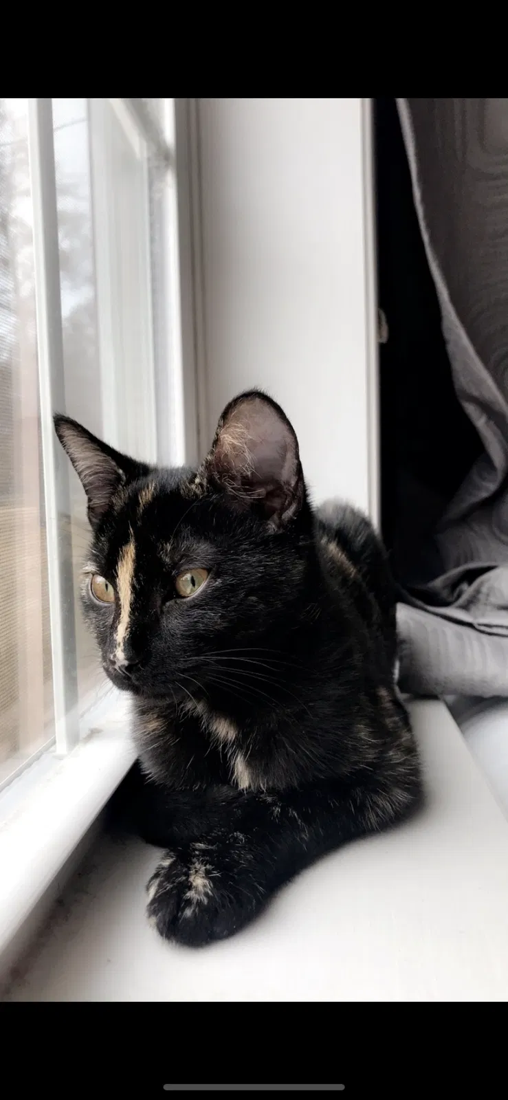 Lost cat in Guyton, GA, 31312