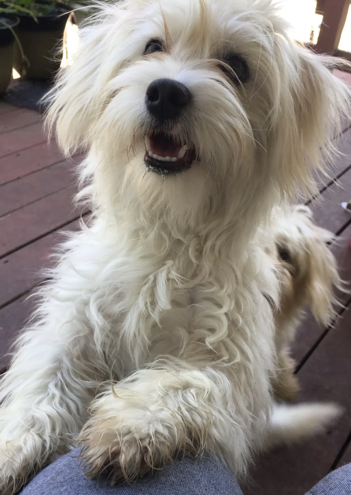 Lost dog in San Antonio, TX, 78201